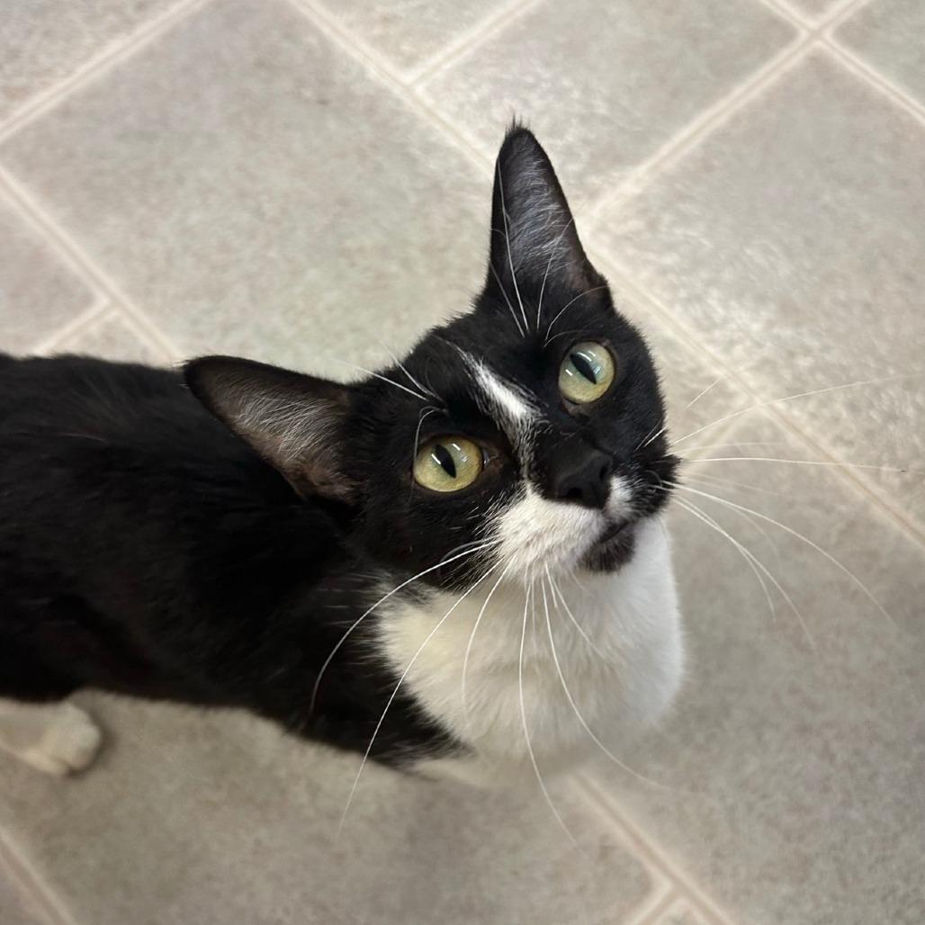 Enlarge Obsidia, a Adoptable Domestic Short Hair in Pontiac, IL image 4/6