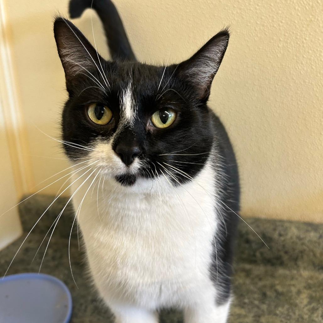 Enlarge Obsidia, a Adoptable Domestic Short Hair in Pontiac, IL image 5/6