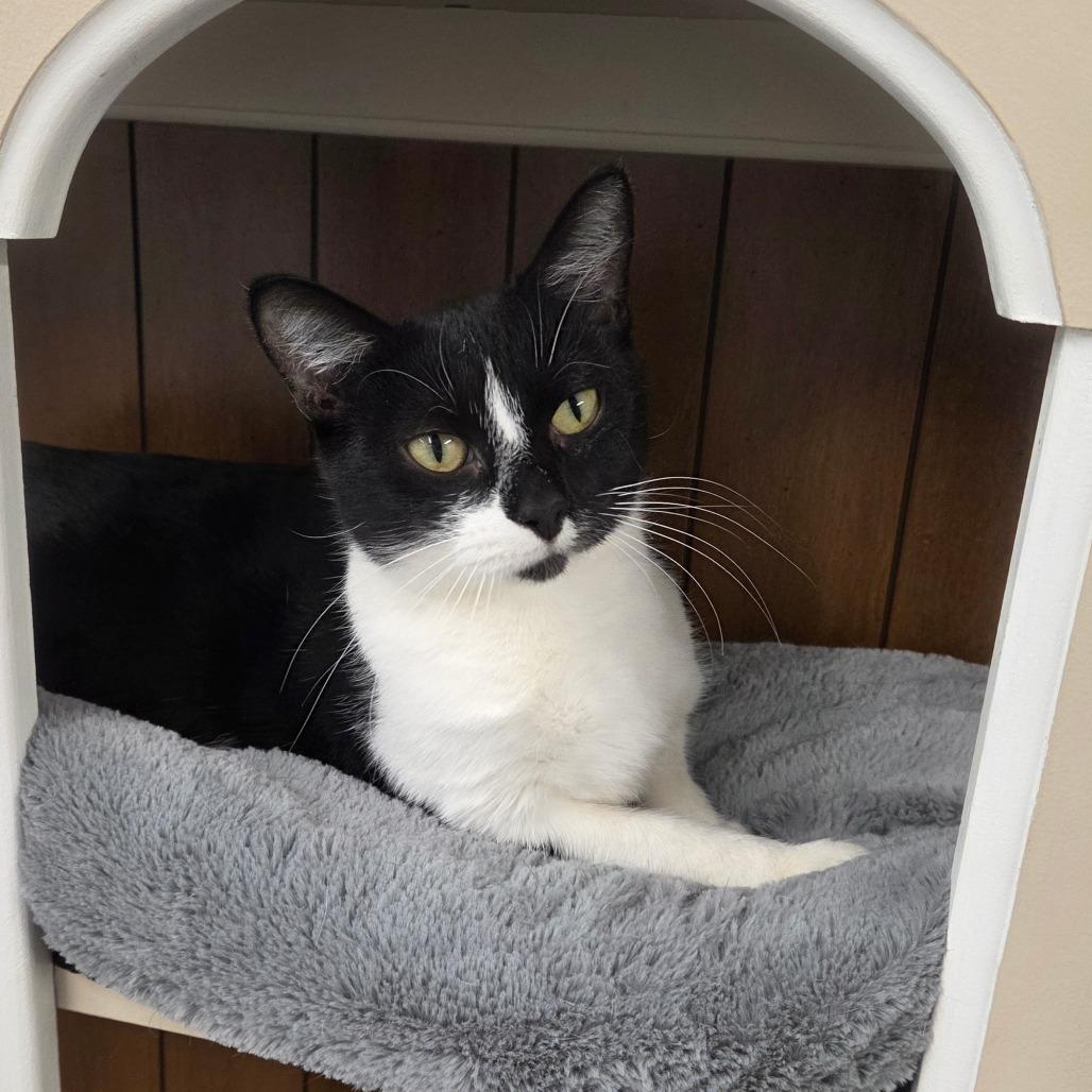 Enlarge Obsidia, a Adoptable Domestic Short Hair in Pontiac, IL image 6/6