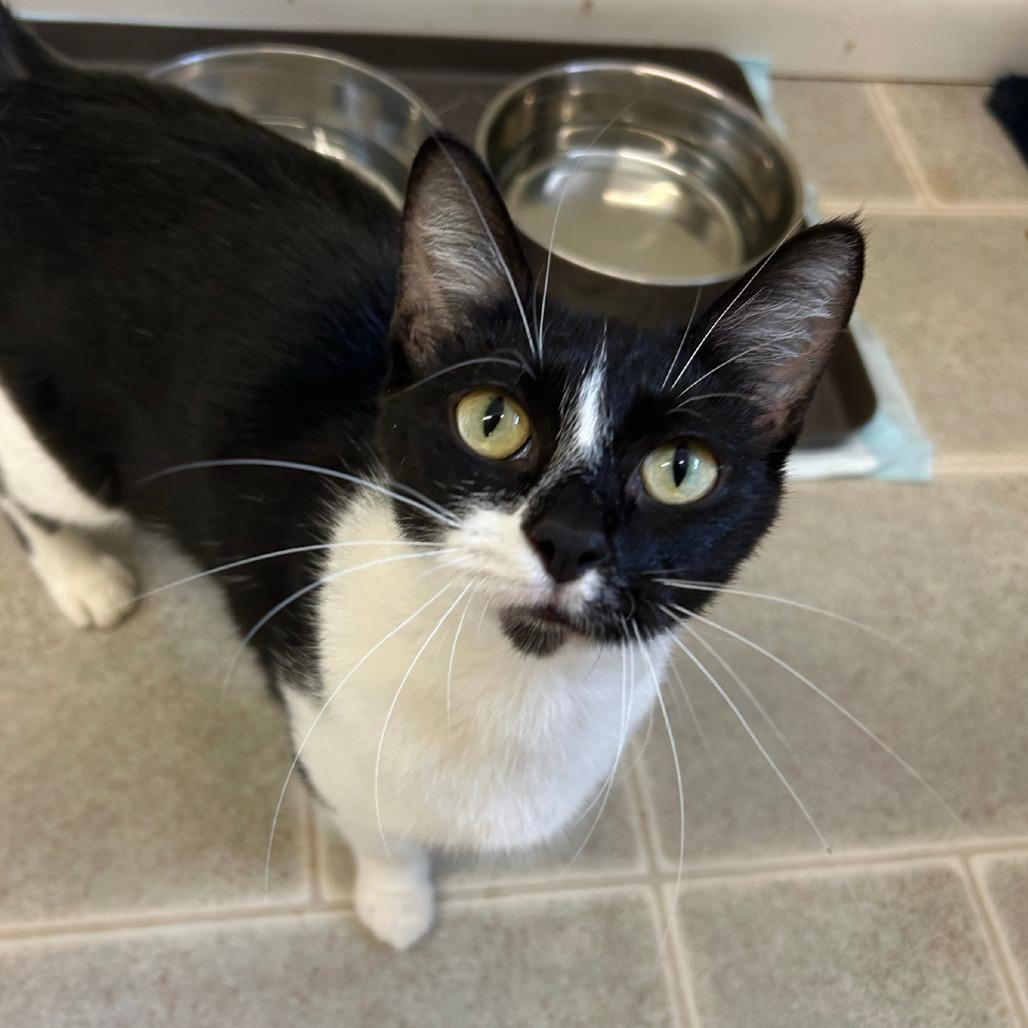 Enlarge Obsidia, a Adoptable Domestic Short Hair in Pontiac, IL image 1/4