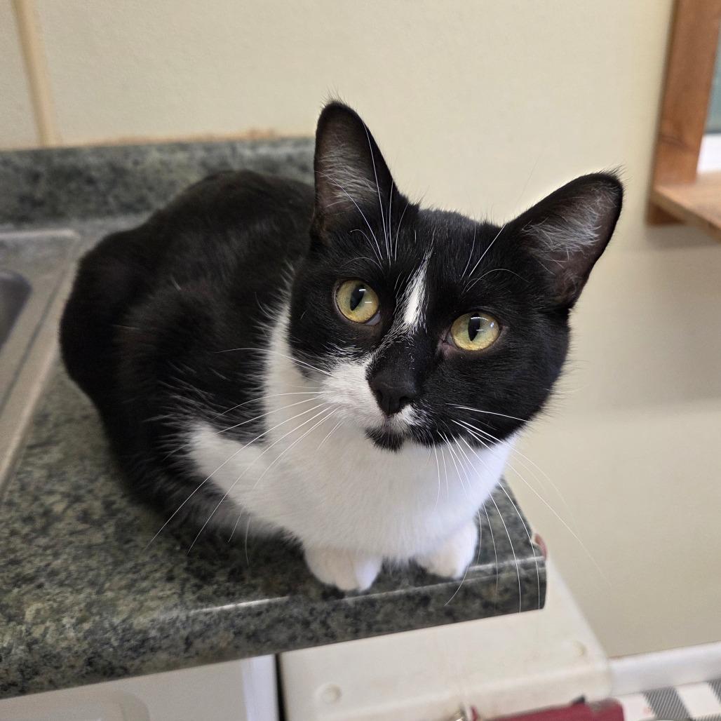 Enlarge Obsidia, a Adoptable Domestic Short Hair in Pontiac, IL image 5/6