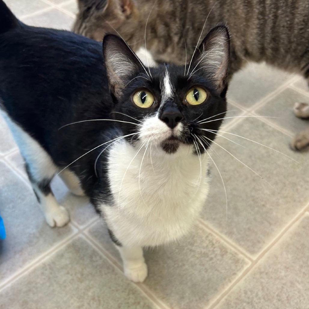 Enlarge Obsidia, a Adoptable Domestic Short Hair in Pontiac, IL image 2/4