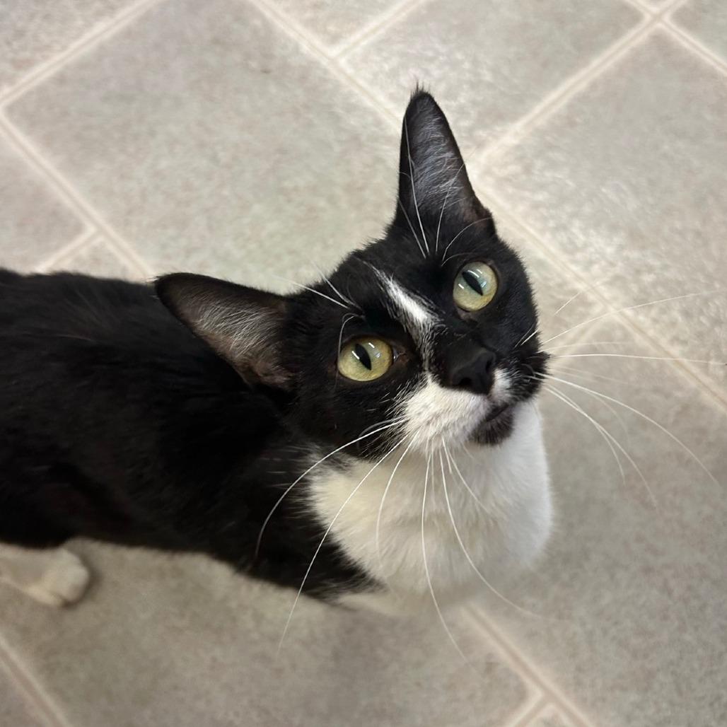 Enlarge Obsidia, a Adoptable Domestic Short Hair in Pontiac, IL image 3/4