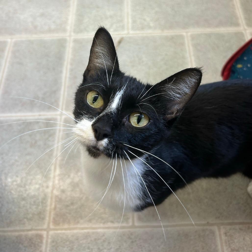 Enlarge Obsidia, a Adoptable Domestic Short Hair in Pontiac, IL image 4/4