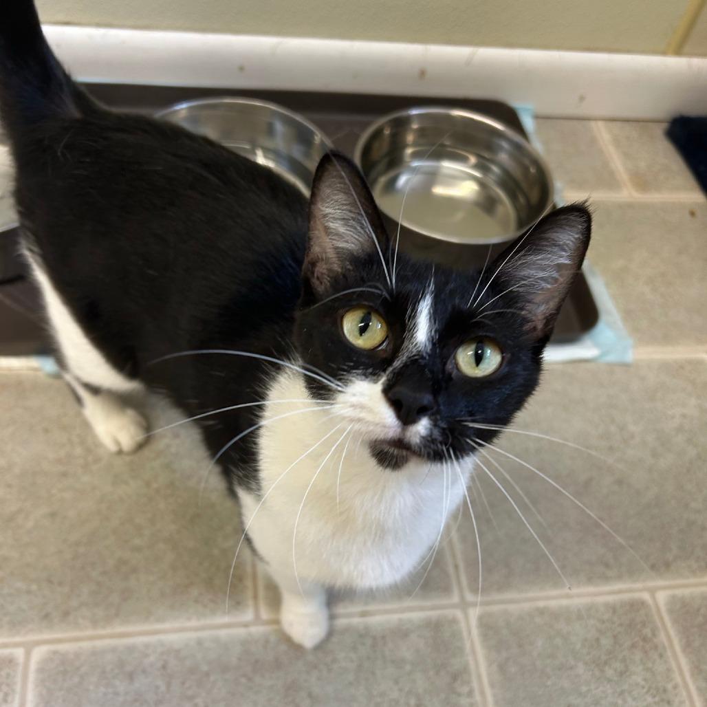 Enlarge Obsidia, a Adoptable Domestic Short Hair in Pontiac, IL image 6/6