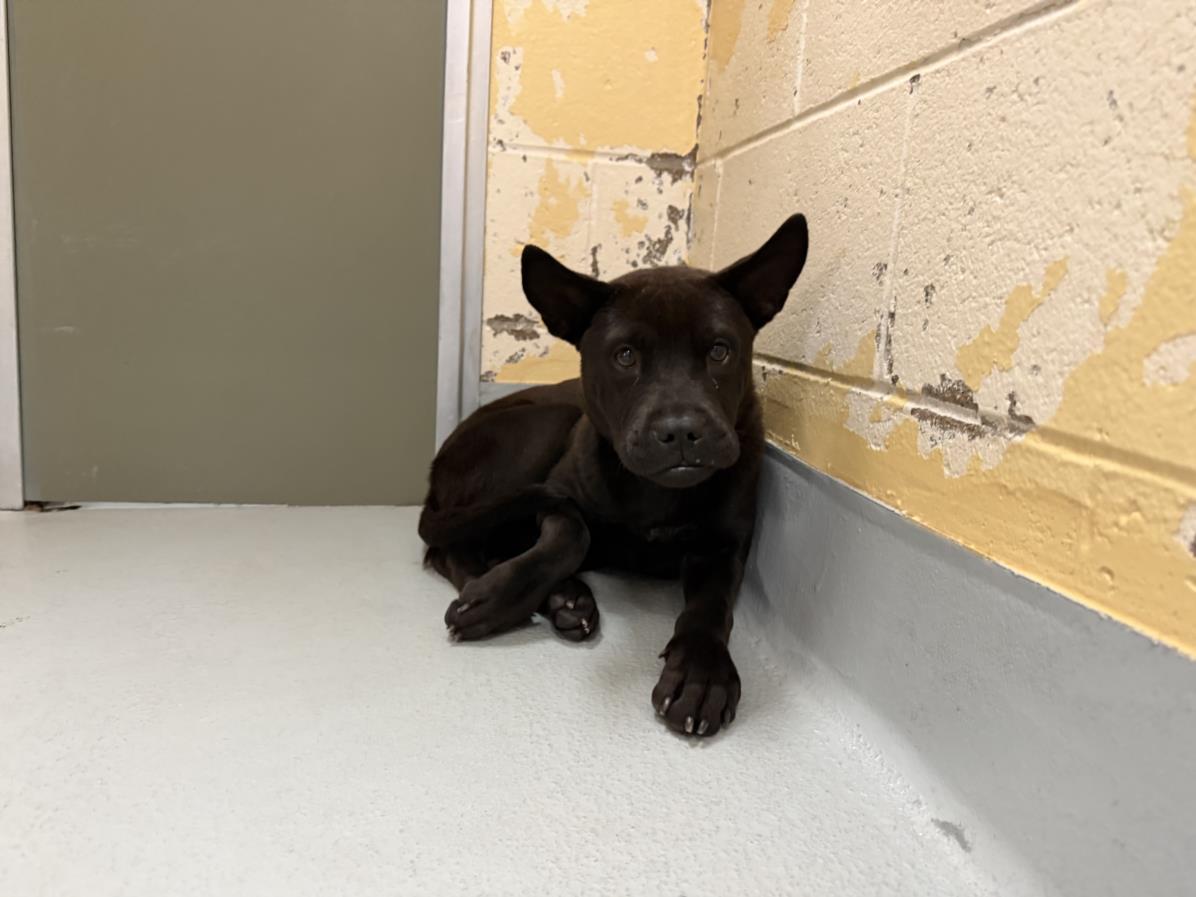 BEAM, ADOPTABLE, Young • Male, German Shepherd Dog & Chow Chow.