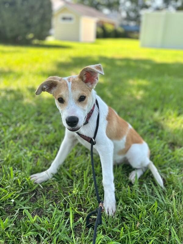 Enlarge Tyler, a Adoptable mixed breed in Berkeley Heights, NJ image 1/6