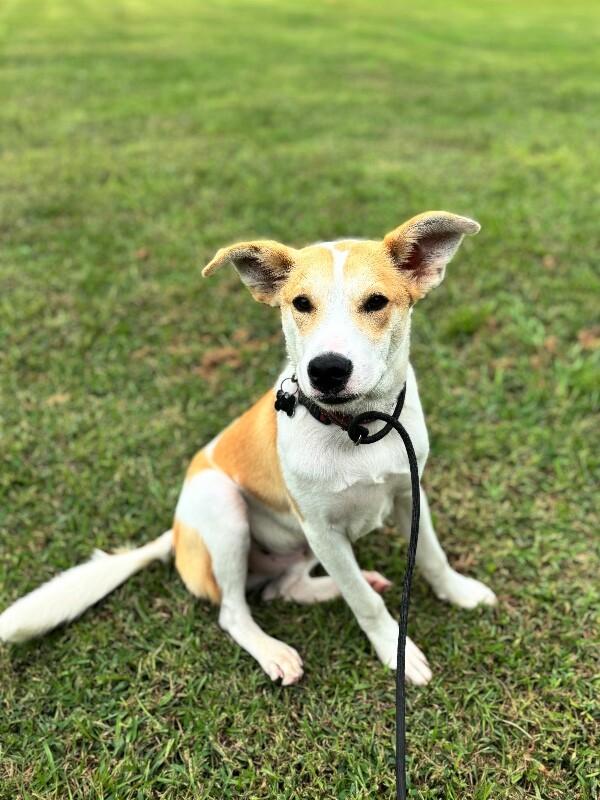 Enlarge Tyler, a Adoptable mixed breed in Berkeley Heights, NJ image 2/6