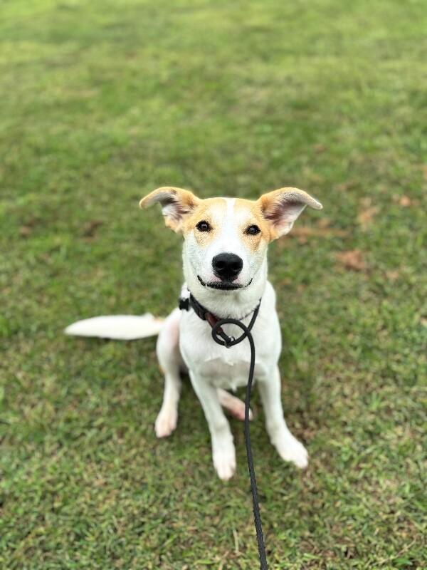 Enlarge Tyler, a Adoptable mixed breed in Berkeley Heights, NJ image 3/6
