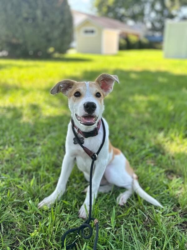 Enlarge Tyler, a Adoptable mixed breed in Berkeley Heights, NJ image 4/6
