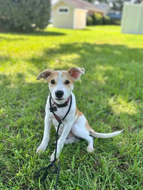 Enlarge Tyler, a Adoptable mixed breed in Berkeley Heights, NJ image 5/6