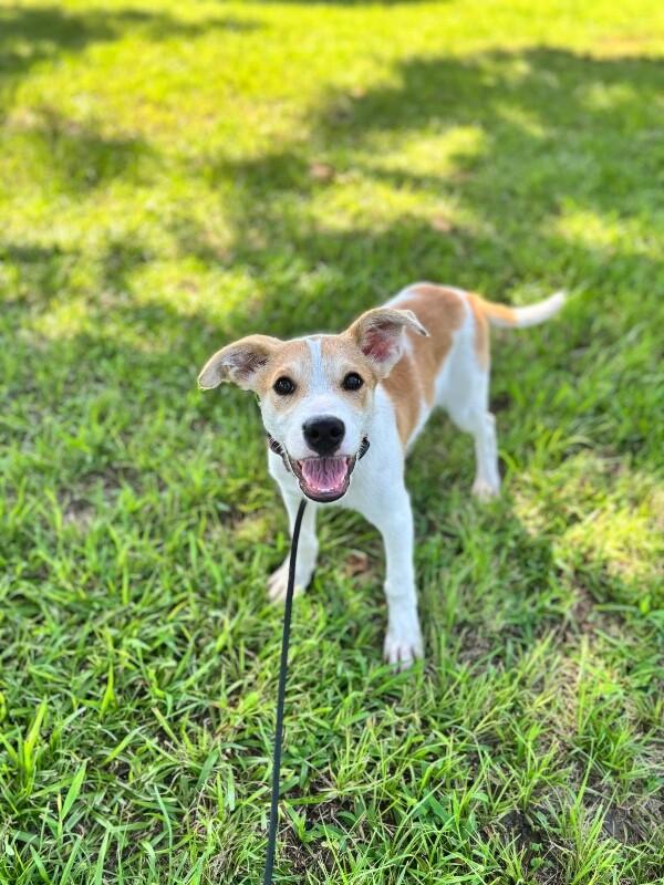 Enlarge Tyler, a Adoptable mixed breed in Berkeley Heights, NJ image 6/6