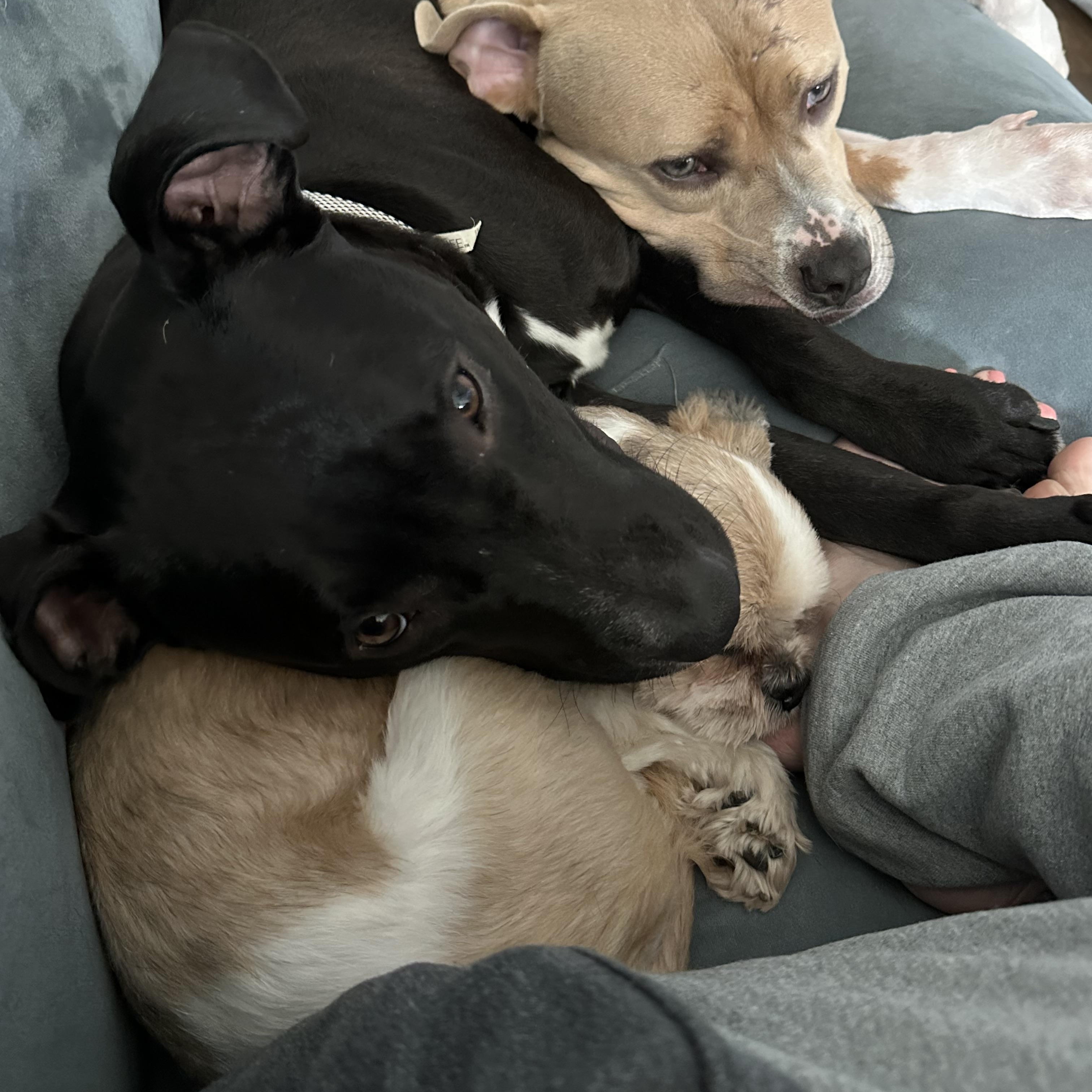 Kasha, a Adoptable Pit Bull Terrier in Chicago, IL image 2/6