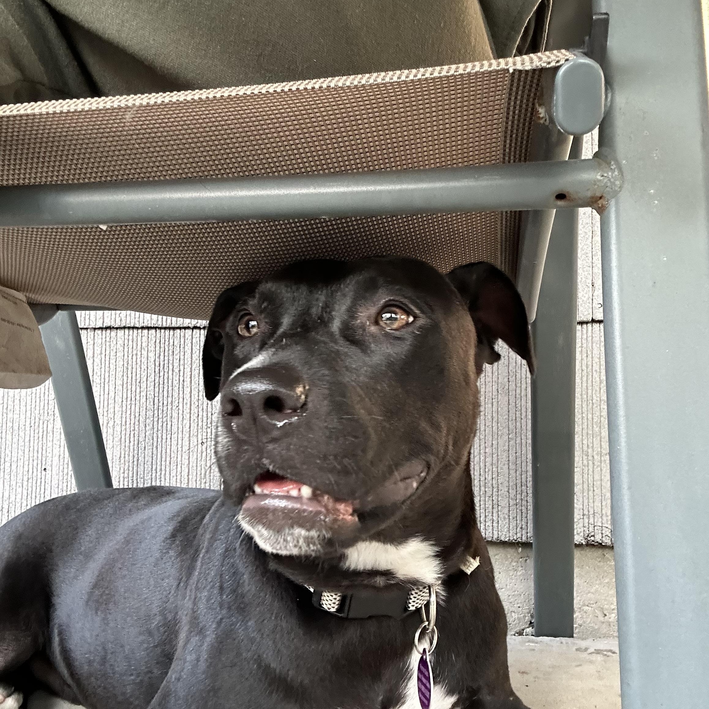 Kasha, a Adoptable Pit Bull Terrier in Chicago, IL image 3/6