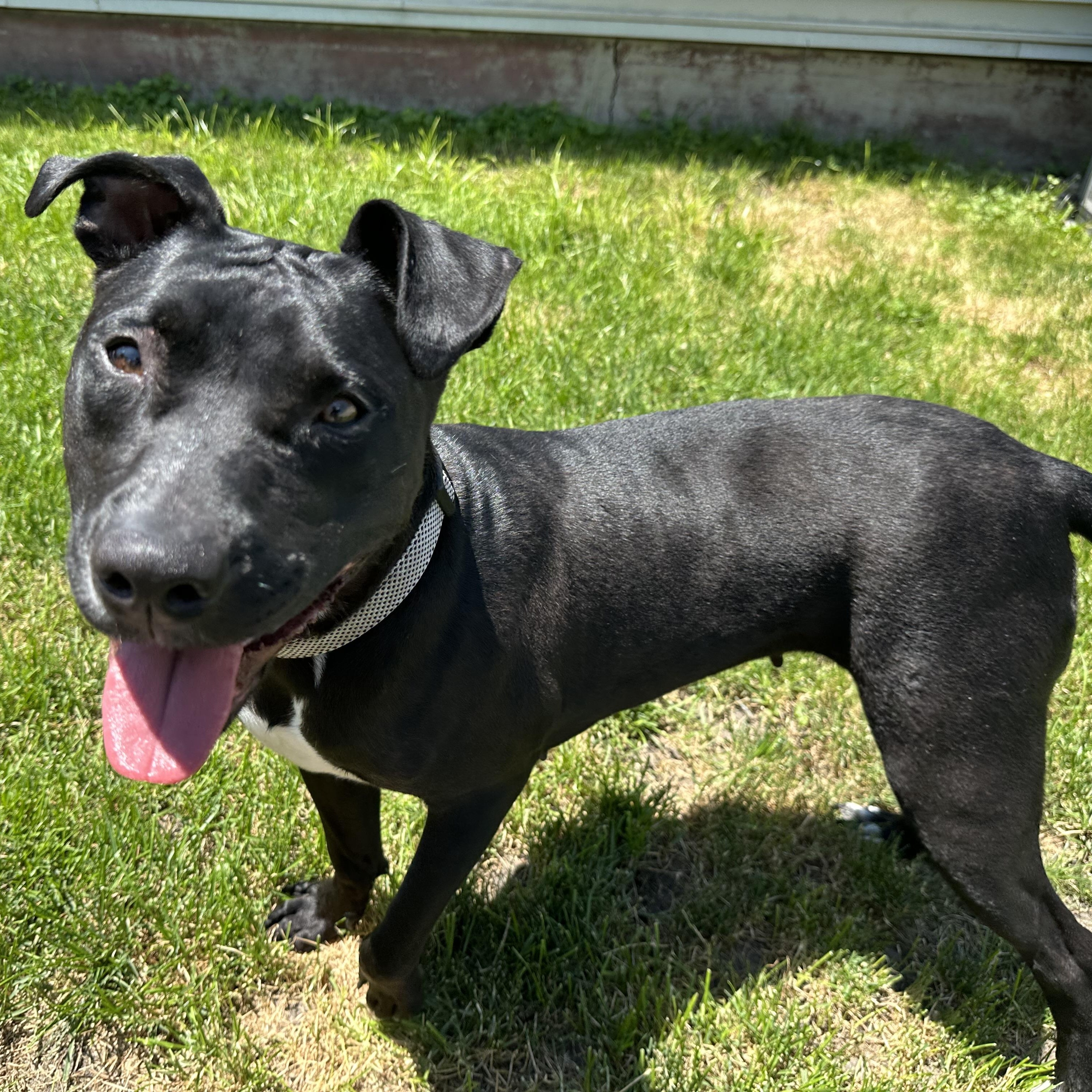 Kasha, a Adoptable Pit Bull Terrier in Chicago, IL image 4/6