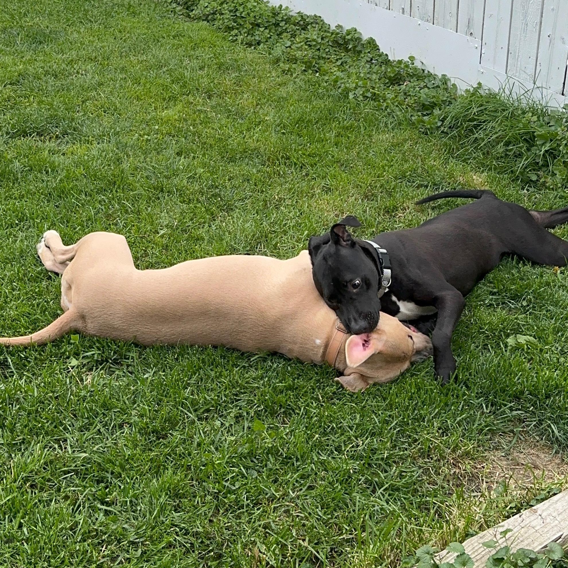 Kasha, a Adoptable Pit Bull Terrier in Chicago, IL image 5/6