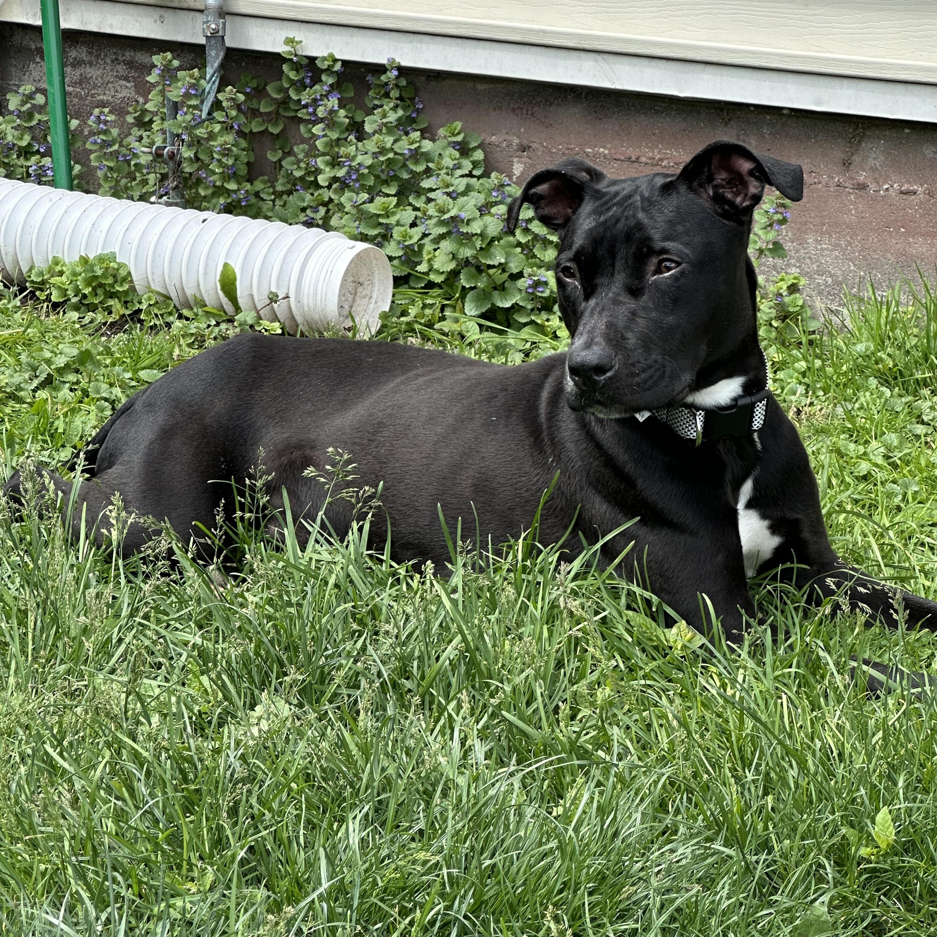 Kasha, a Adoptable Pit Bull Terrier in Chicago, IL image 6/6