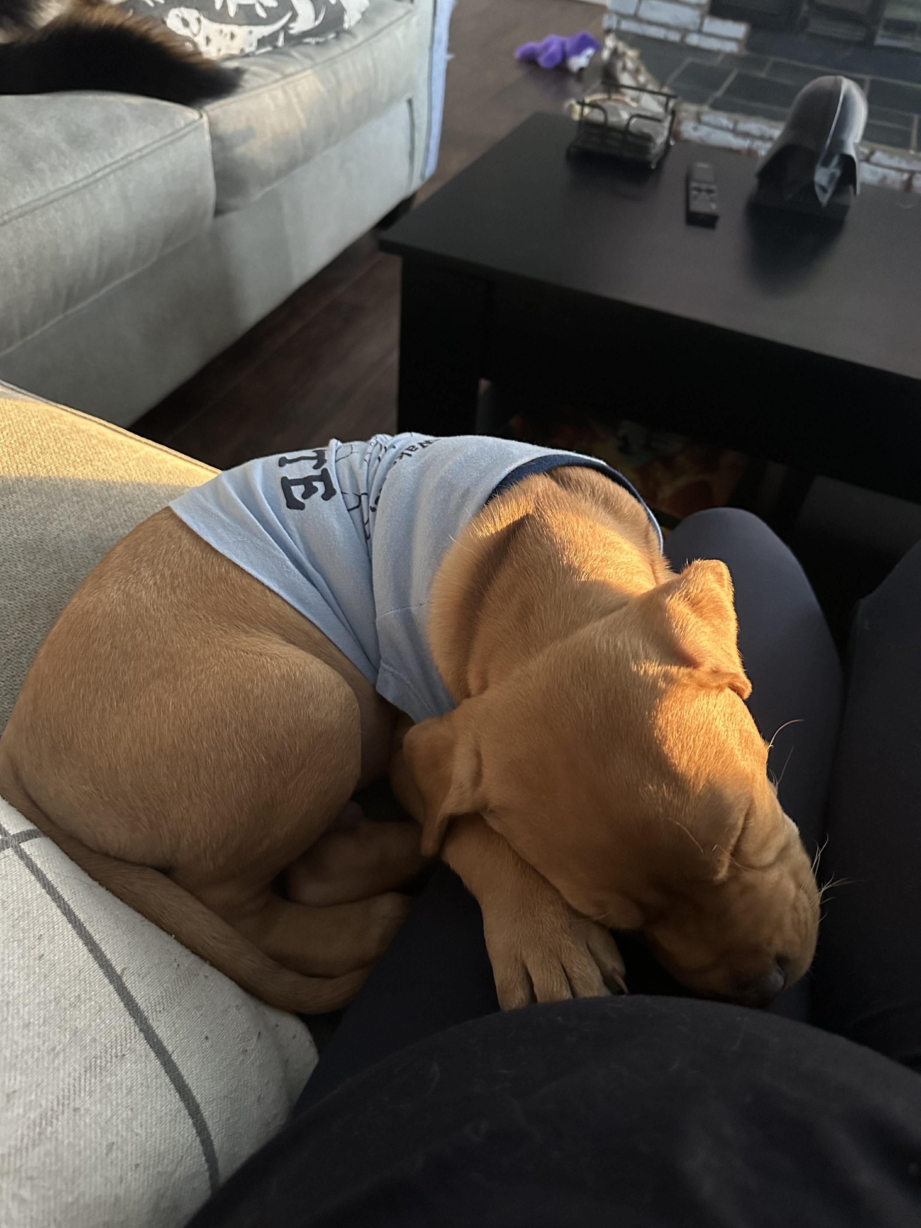 Baby Teddy , an adopted mixed breed in Marlton, NJ image 2/6