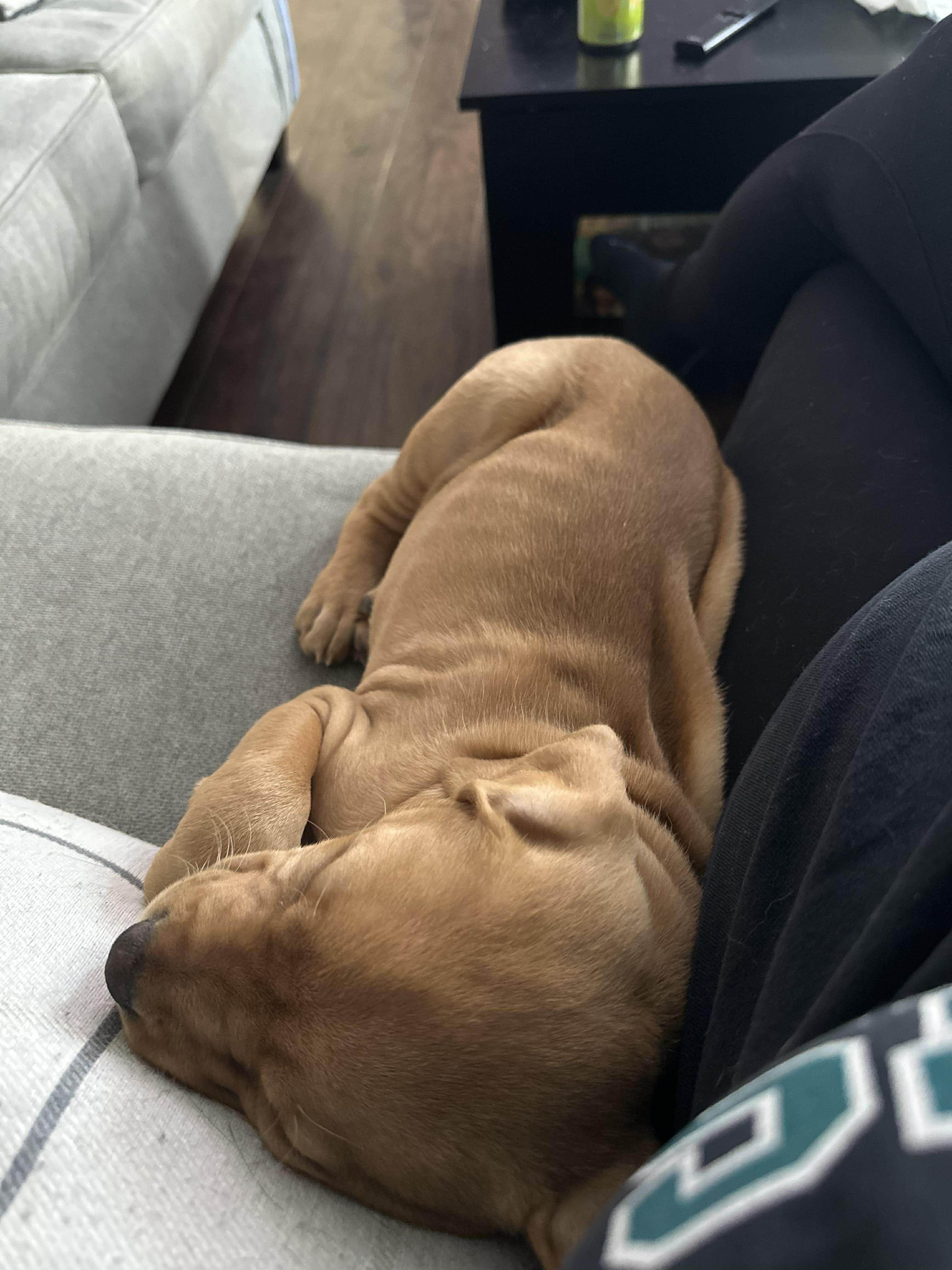 Baby Teddy , an adopted mixed breed in Marlton, NJ image 3/6