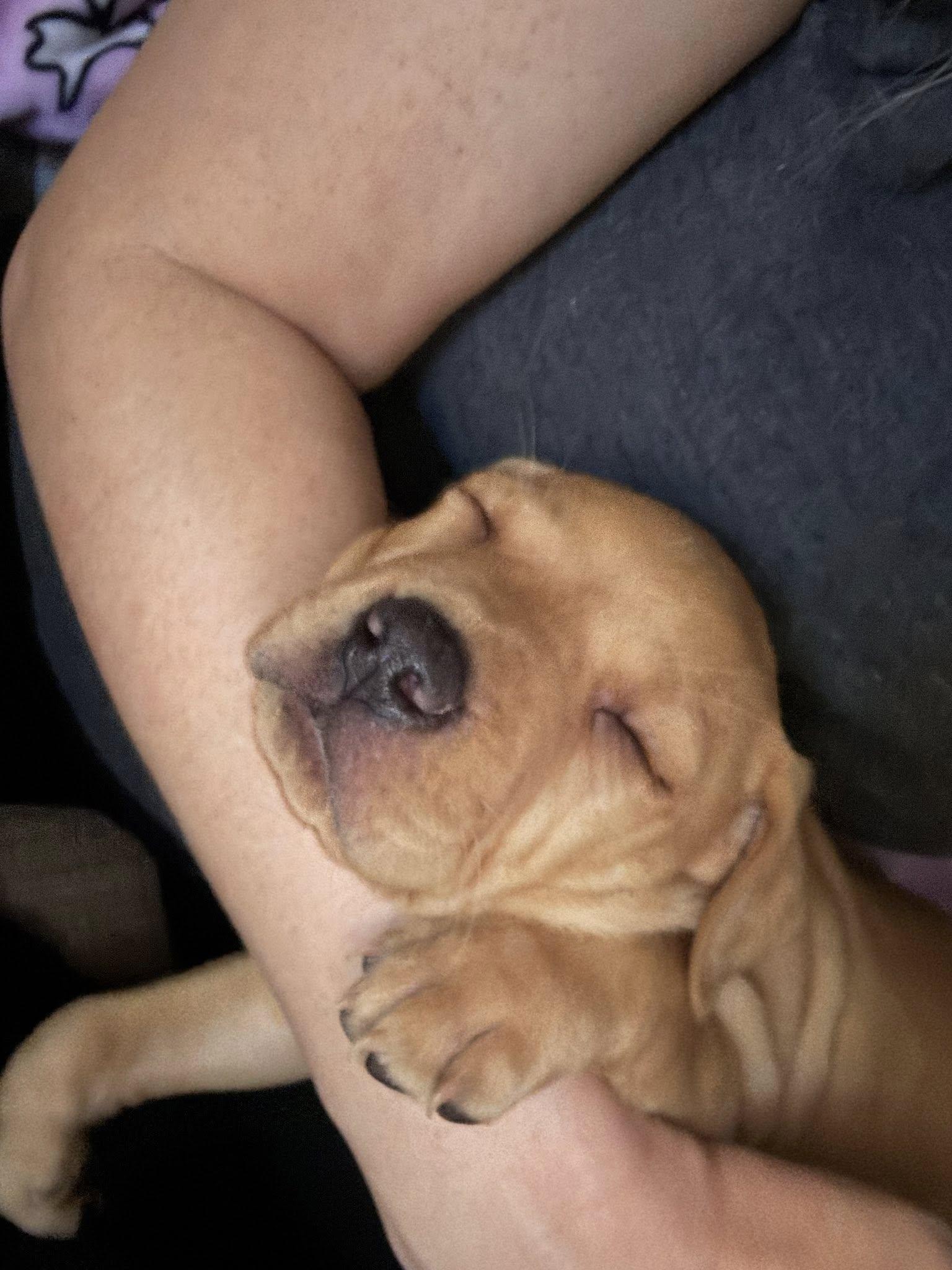 Baby Teddy , an adopted mixed breed in Marlton, NJ image 5/6