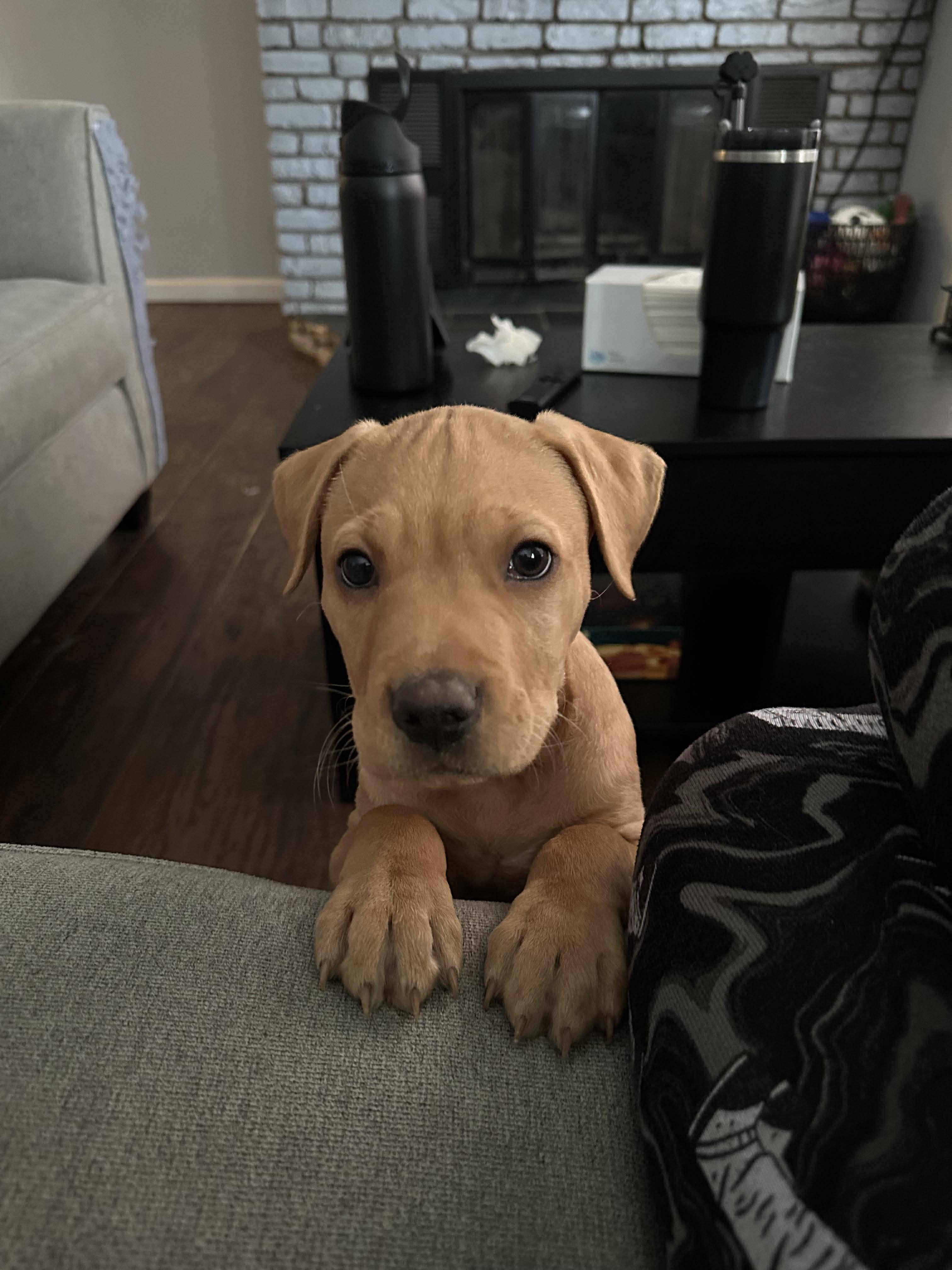 Baby Teddy , adopted, Puppy Male Labrador Retriever & Terrier.
