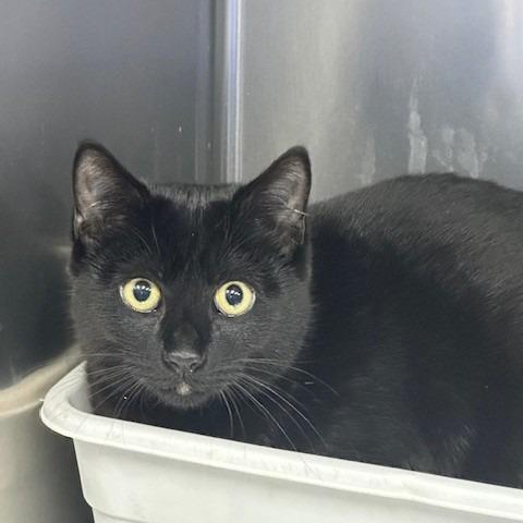 Rene, Adoptable, Kitten Male Domestic Short Hair.