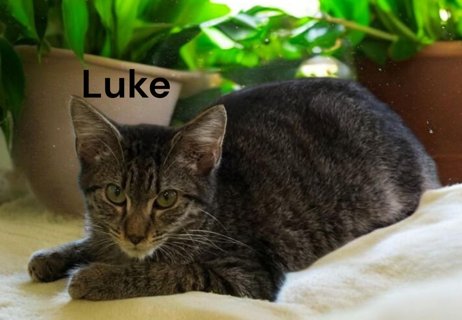 Enlarge Luke, a Adoptable Tabby in Chesapeake, VA image 1/2