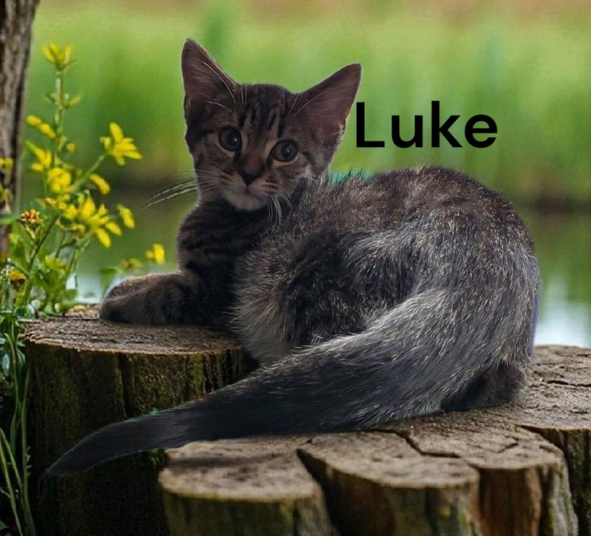 Enlarge Luke, a Adoptable Tabby in Chesapeake, VA image 2/2