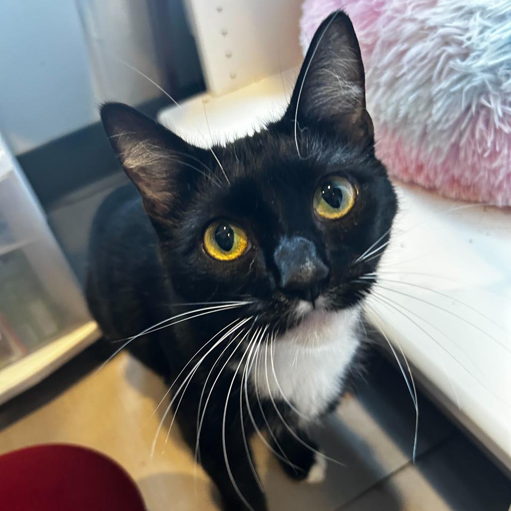 Enlarge Bobbie, a Adoptable Domestic Short Hair in Alexandria, VA image 1/1