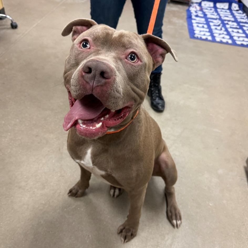 Charlie Brown, Adoptable, Adult Male Pit Bull Terrier.