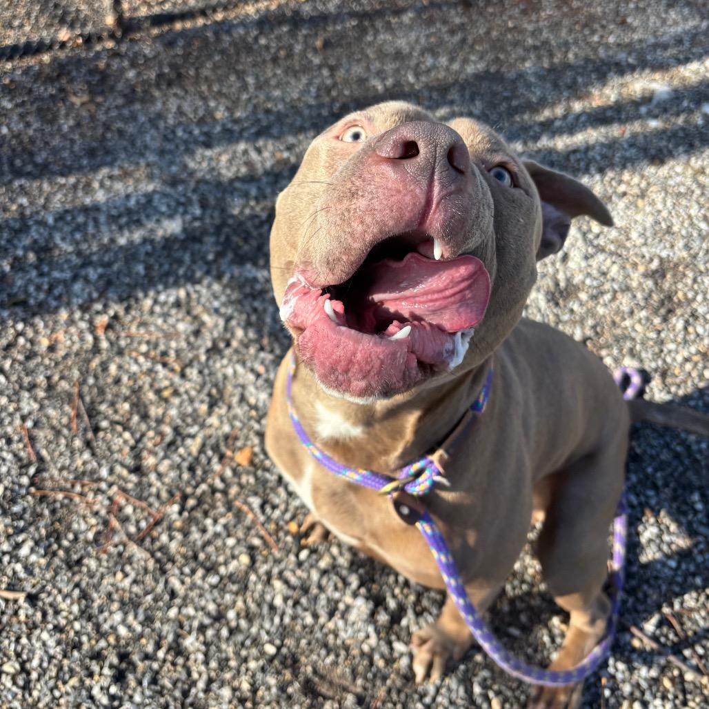 Enlarge Charlie Brown, a Adoptable Pit Bull Terrier in York, PA image 2/6