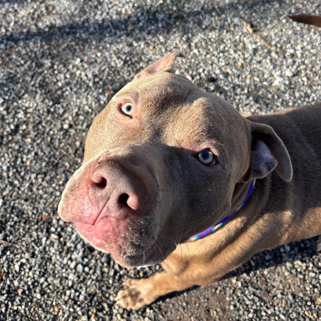 Enlarge Charlie Brown, a Adoptable Pit Bull Terrier in York, PA image 3/6