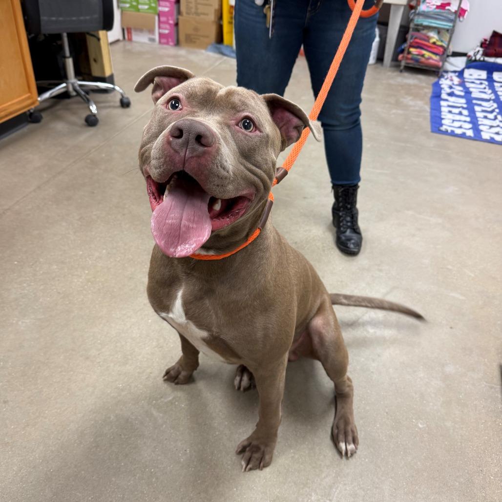 Enlarge Charlie Brown, a Adoptable Pit Bull Terrier in York, PA image 4/6