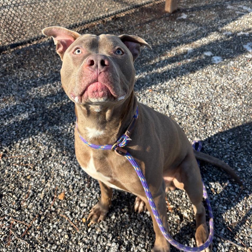 Enlarge Charlie Brown, a Adoptable Pit Bull Terrier in York, PA image 5/6