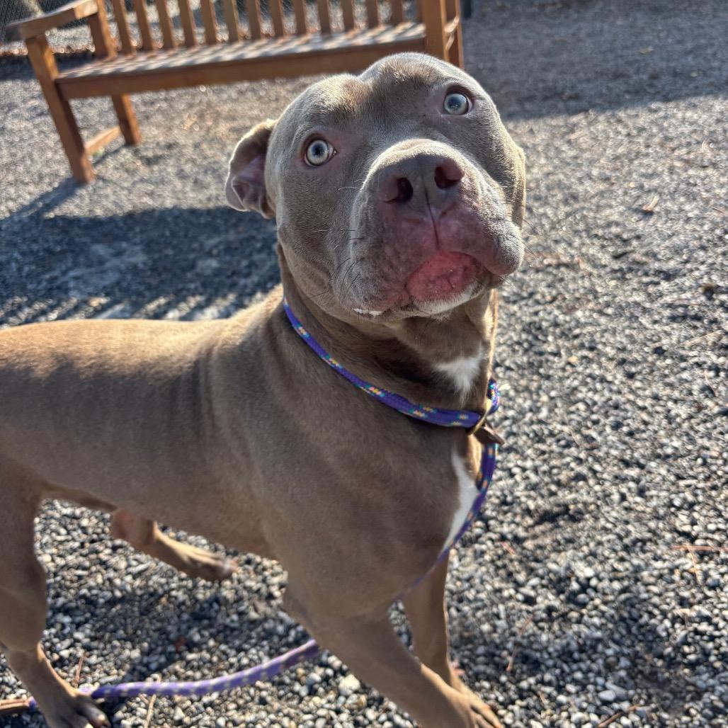 Enlarge Charlie Brown, a Adoptable Pit Bull Terrier in York, PA image 6/6