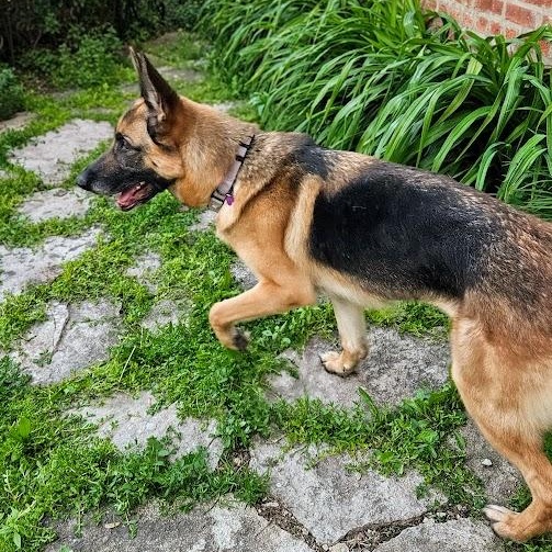 Enlarge Babe (ADOPTED!), a Adoptable German Shepherd Dog in Chicago, IL image 1/6