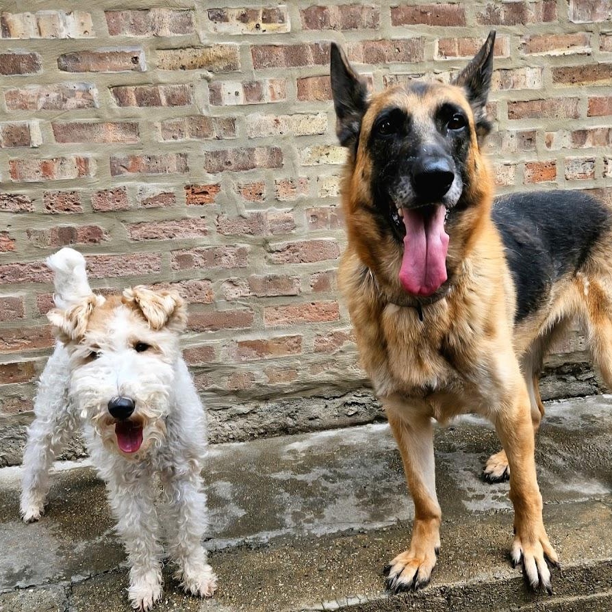 Enlarge Babe (ADOPTED!), a Adoptable German Shepherd Dog in Chicago, IL image 3/6