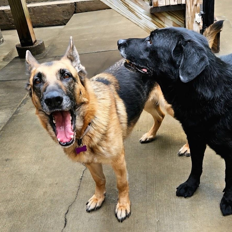 Enlarge Babe (ADOPTED!), a Adoptable German Shepherd Dog in Chicago, IL image 4/6