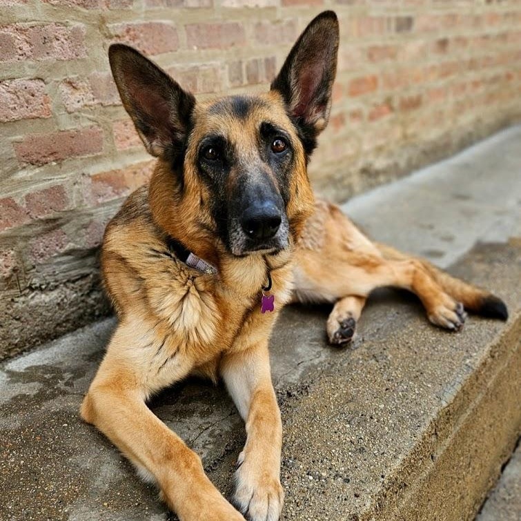 Babe (ADOPTED!), adopted, Adult Female German Shepherd Dog.