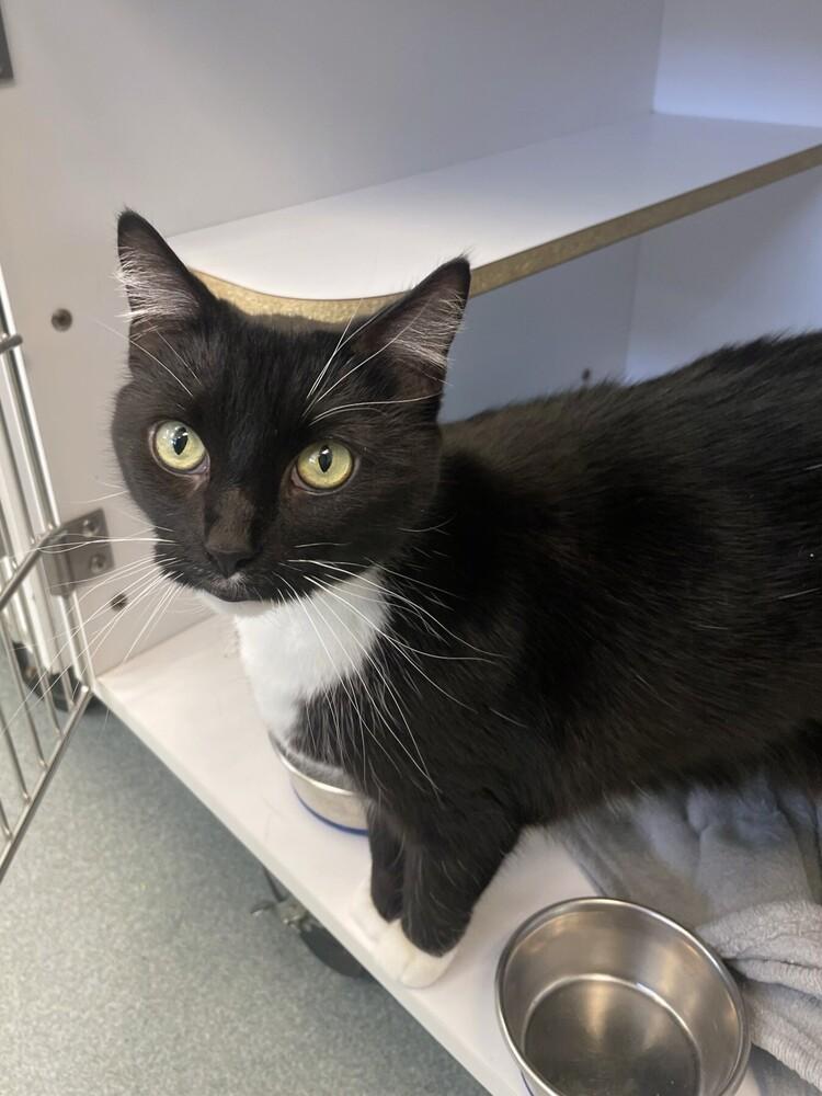 Enlarge Kitkat, a Adoptable Domestic Short Hair in Trenton, ME image 1/2