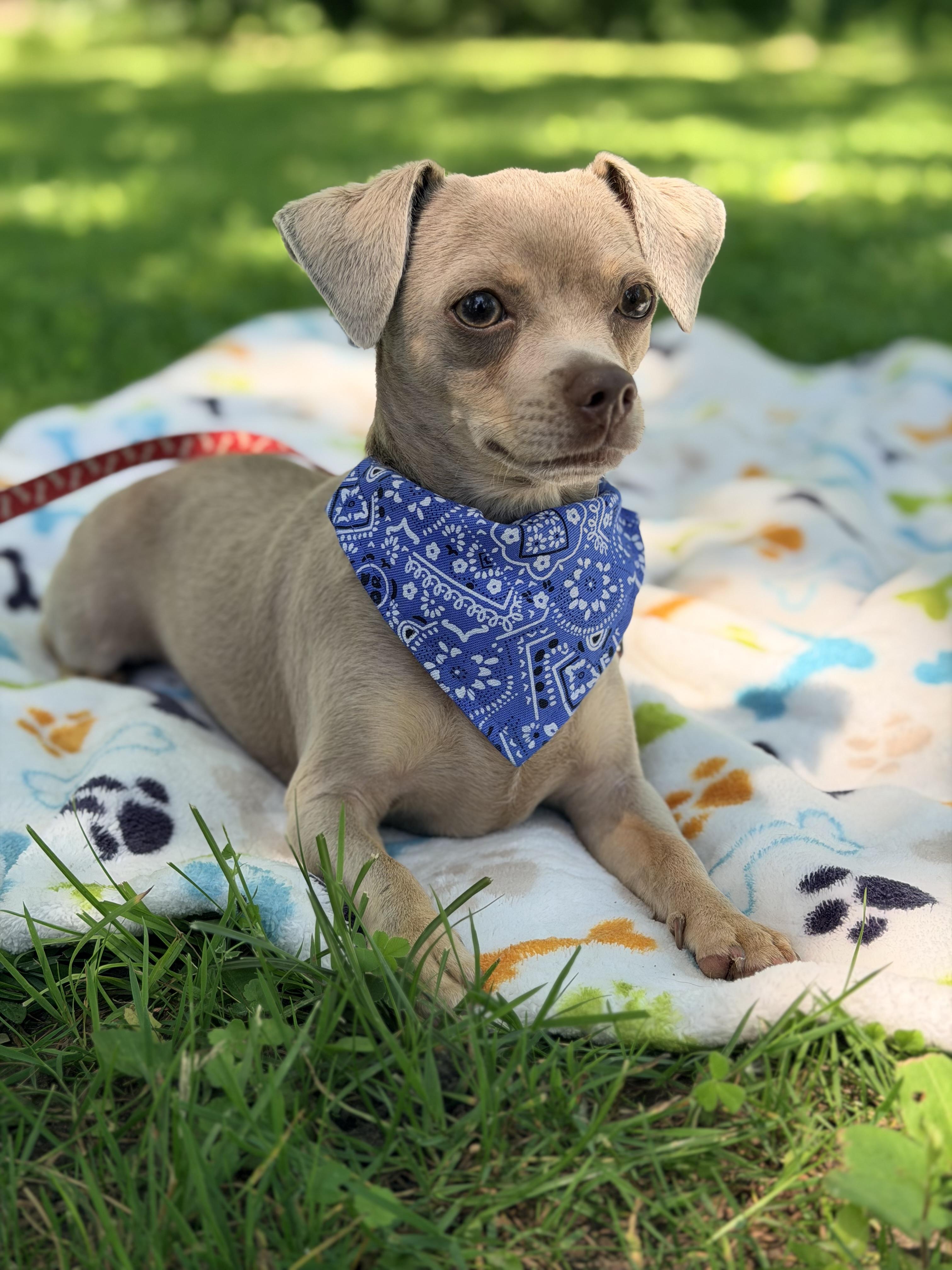 Maleficent. ADOPTED, a ADOPTABLE Chihuahua in Union Grove, WI image 2/4