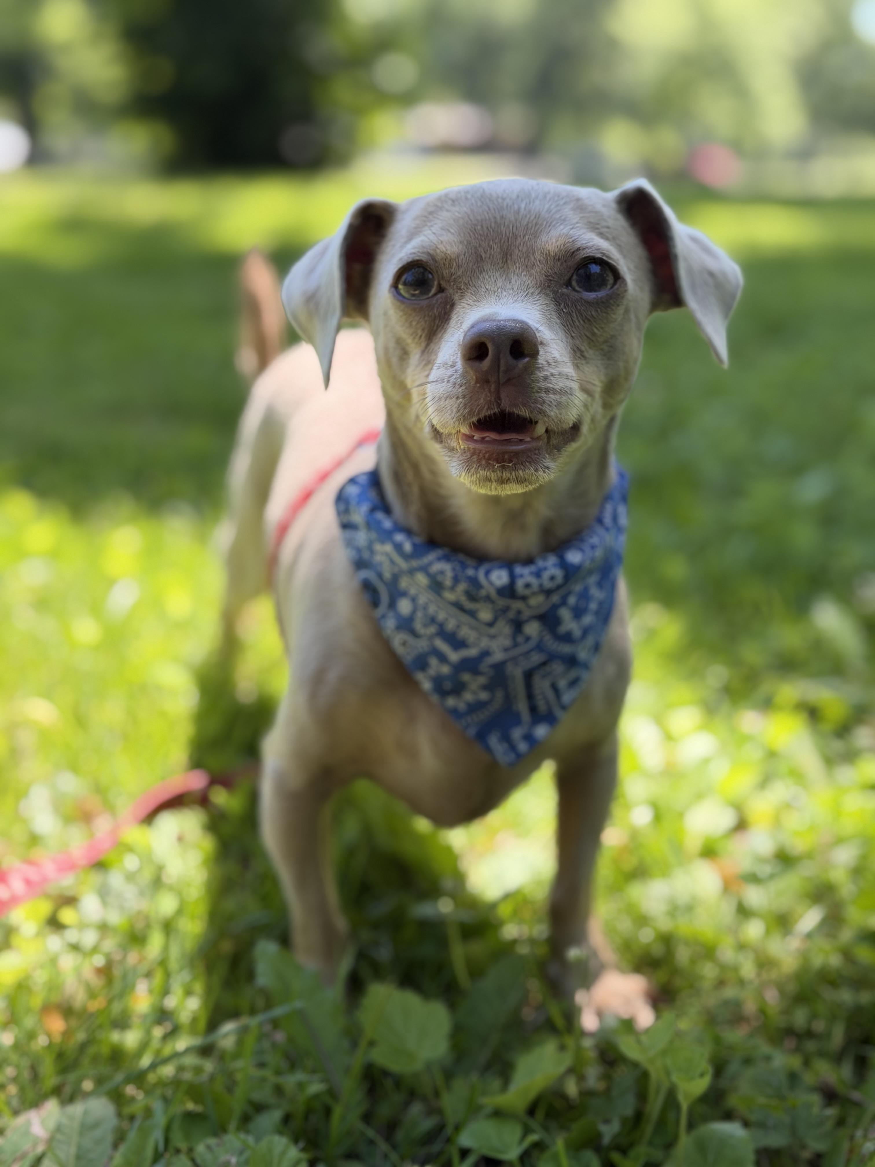 Maleficent. ADOPTED, ADOPTABLE, Young Male Chihuahua.
