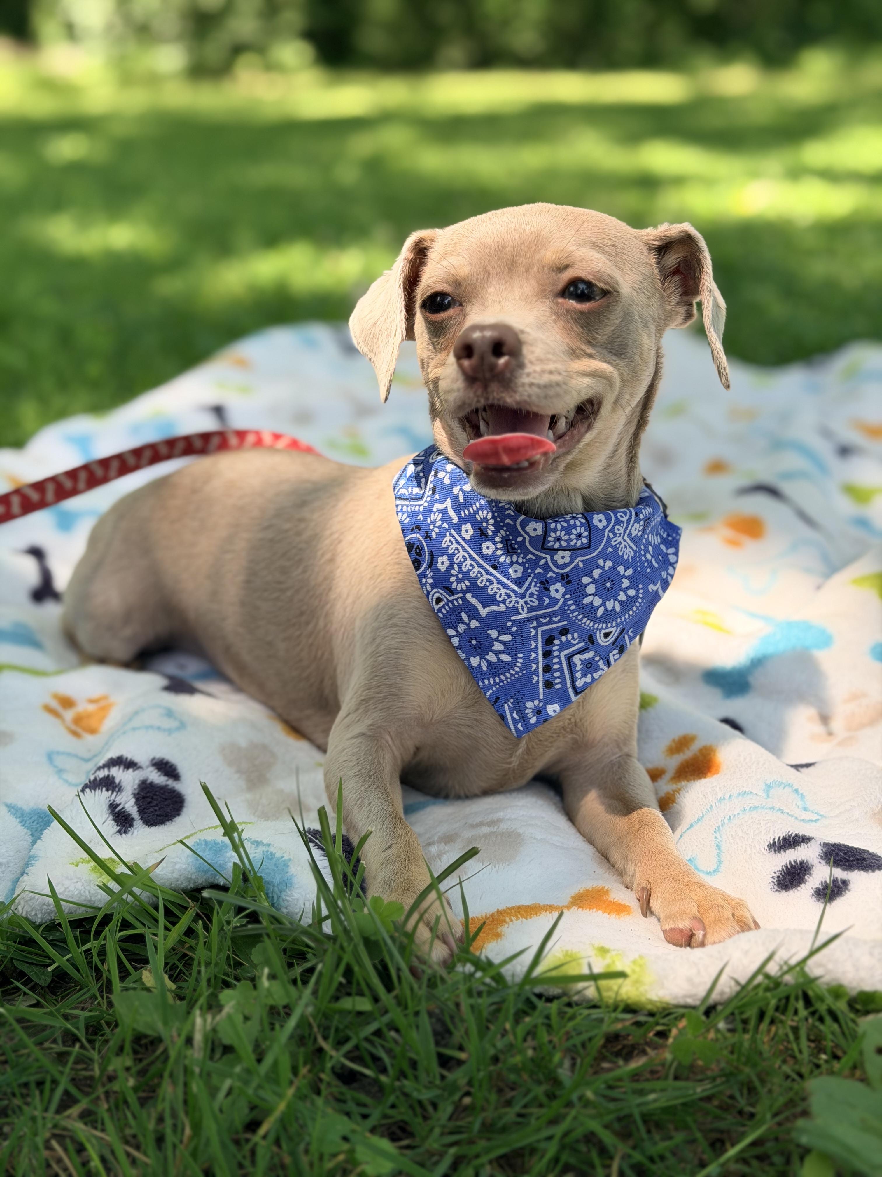 Maleficent. ADOPTED, a ADOPTABLE Chihuahua in Union Grove, WI image 3/4