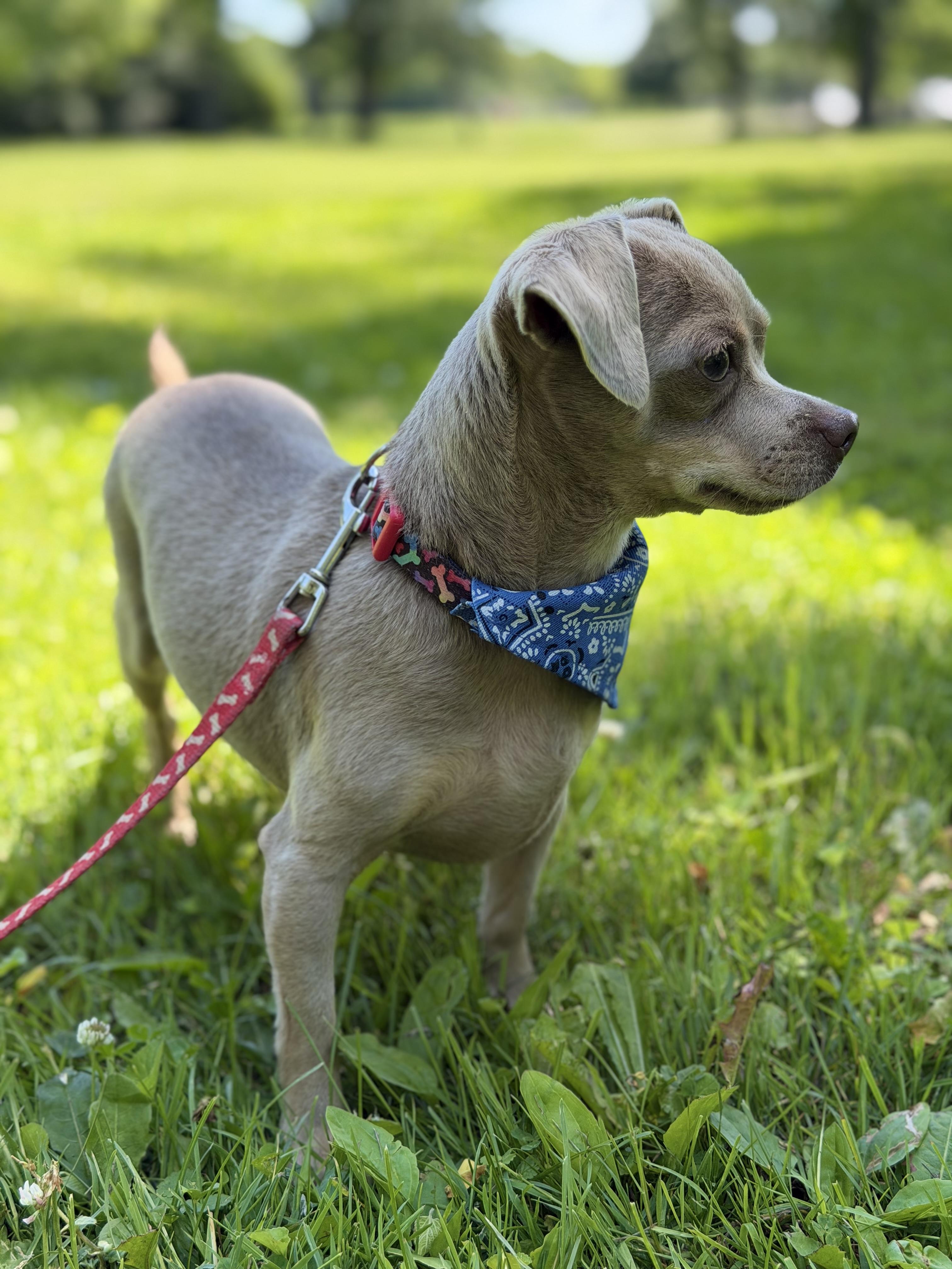 Maleficent. ADOPTED, a ADOPTABLE Chihuahua in Union Grove, WI image 4/4