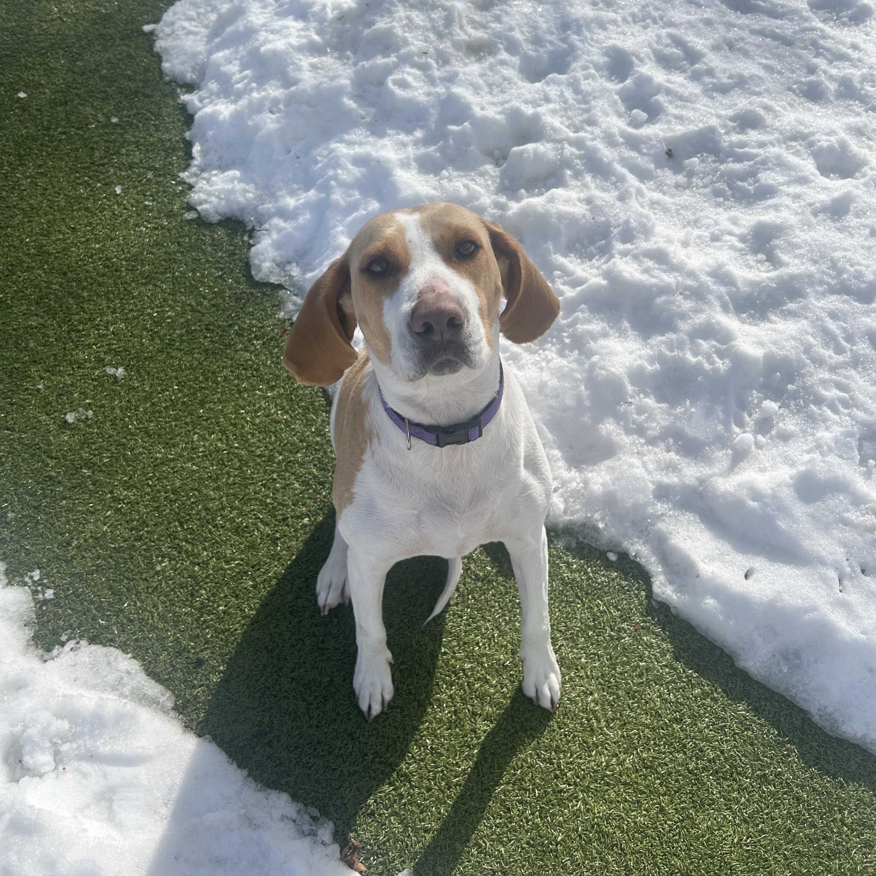 Enlarge Reba, an adopted Hound in New Bedford, MA image 1/4