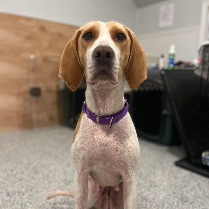 Enlarge Reba, a Adoptable Hound in New Bedford, MA image 1/2