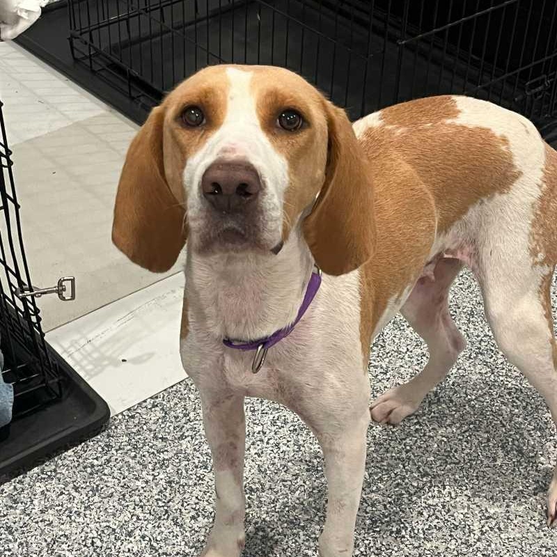 Enlarge Reba, a Adoptable Hound in New Bedford, MA image 2/2