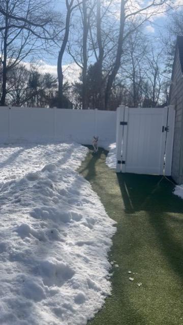 Enlarge Reba, an adopted Hound in New Bedford, MA image 4/4