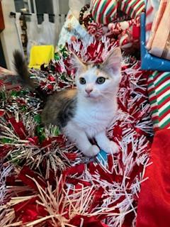 Enlarge Daisy, a Adoptable mixed breed in Waxhaw, NC image 1/4