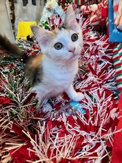 Enlarge Daisy, a Adoptable mixed breed in Waxhaw, NC image 2/4